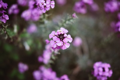 紫花选择性聚焦